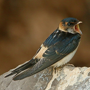 Red-rumped Swallow